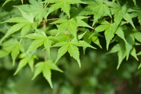 ACER PALMATUM