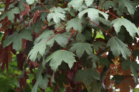 ACER PSEUD ATROPURPUREUM