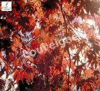 ACER PALM. ATROPURPUREUM