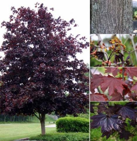 ACER PLAT. FAASSEN'S BLACK