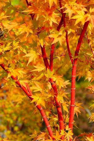 ACER PALM. SANGO KAKU