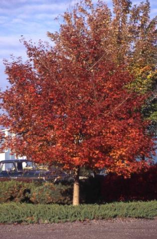 ACER WARRENRED PACIFIC SUNSET®