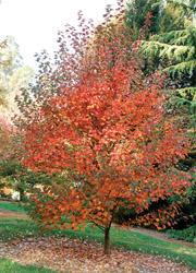 ACER RUBRUM FAIRVEW FLAME