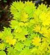 ACER SHIWARASANUM AUREUM