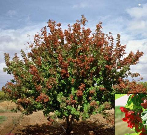 ACER TATARICUM HOT WINGS