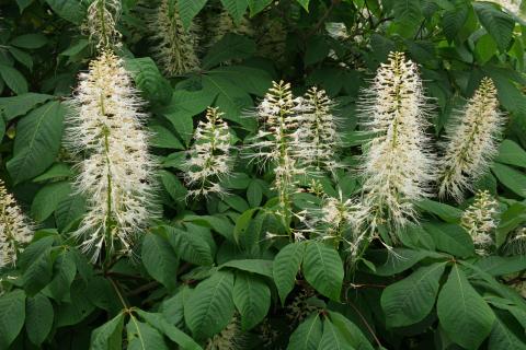 AESCULUS PARVIFLORA