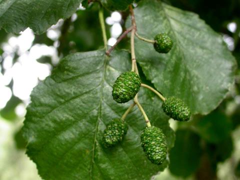 ALNUS GLUTINOSA