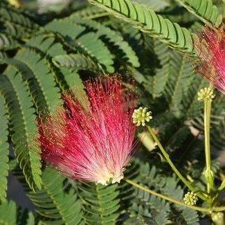 ALBIZIA JUL. OMBRELLA