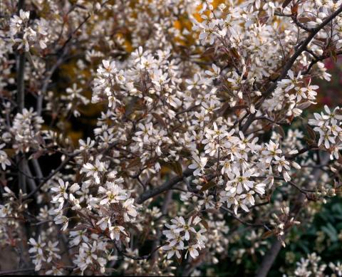 AMELANCHIER LAMARCKII