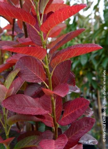AMELANCHIER L. OCTOBER FLAME
