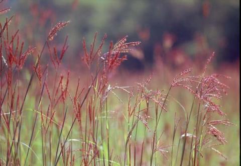 ANDROPOGON GERAARDII
