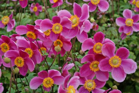 ANEMONE HUPEH. PRINZ HEINRICH