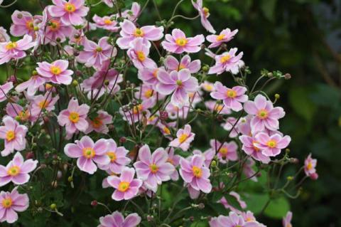 ANEMONE H. ROBUSTISSIMA