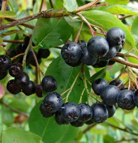 ARONIA MELANOCARPA