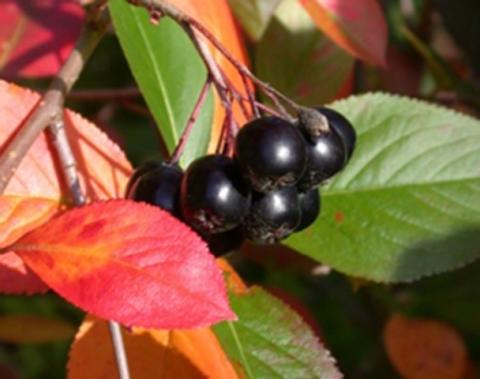 ARONIA MELANOCARPA HUGIN