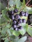 ARONIA PRUNIFOLIA NERO