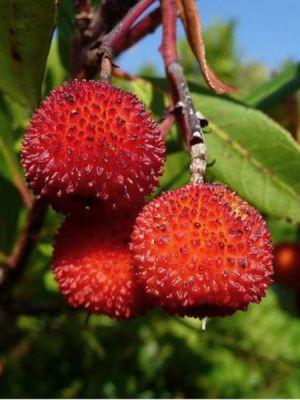 ARBUTUS UNEDO COMPACTA