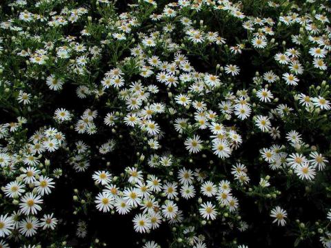 ASTER AGERATOIDES ASHVI