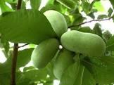 ASIMINA TRILOBA