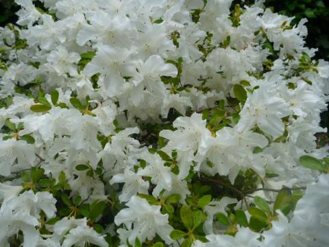 AZALEA (J) ADONIS