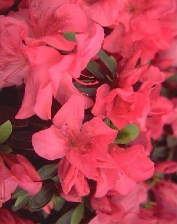 AZALEA (J) GORBELLA