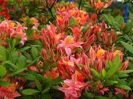 AZALEA M. APRICOT SURPRISE