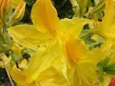 AZALEA MOLLIS GOLD TOPAS