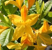 AZALEA PONTICA (luteum)