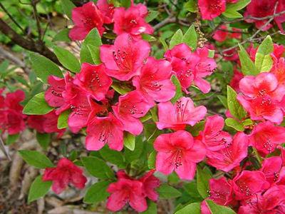 AZALEA (J) VUYK'S SCARLET