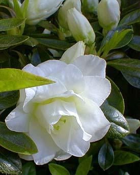 AZALEA WHITE ROSEBUD