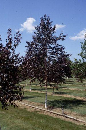 BETULA CRIMSON FROST