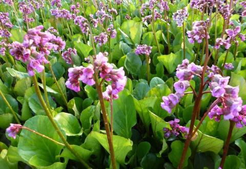 BERGENIA CORDIFOLIA