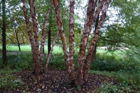 BETULA NIGRA HERITAGE