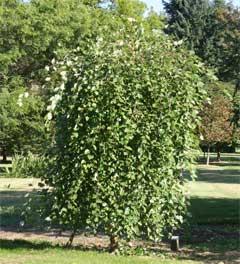 BETULA NIGRA SUMMER CASCADE®