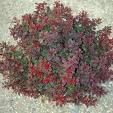 BERBERIS THUNB. BAGATELLE