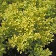 BERBERIS TH. BONANZA GOLD®