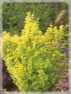 BERBERIS TH. GOLDENTORCH®