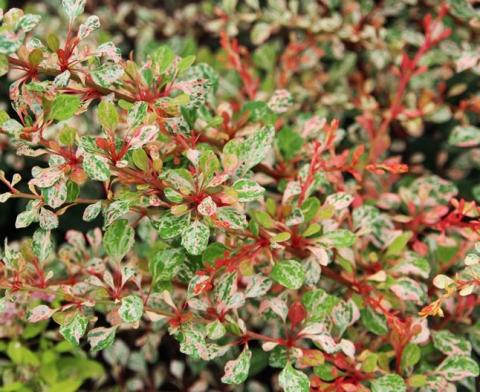 BERBERIS THUNBERGII NATASZA