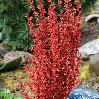 BERBERIS THUNB. ORANGE ROCKET