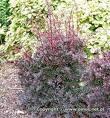 BERBERIS THUNB. RED CHIEF