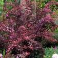 BERBERIS THUNBERGII ROSY GLOW