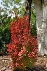 BERBERIS THUNB. RED ROCKET