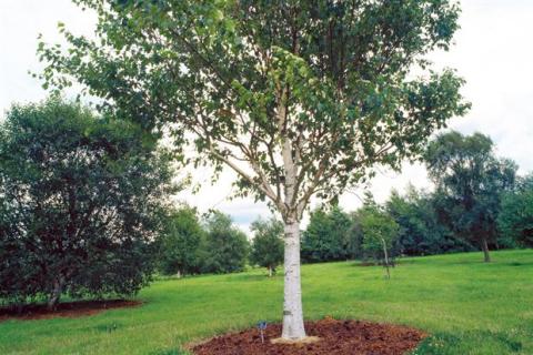 BETULA UTILIS JACQUEMONTII