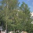 BETULA VERRUCULOSA