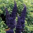 BUDDLEJA DAV. ADONIS BLUE®