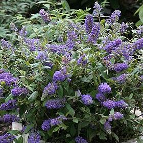 BUDDLEJA DAV. BLUE CHIP®