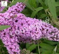 BUDDLEJA DAV. BLACK KNIGHT