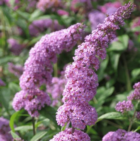 BUDDLEJA DAV. ILE DE FRANCE