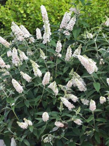 BUDDLEJA D. MISS PEARL