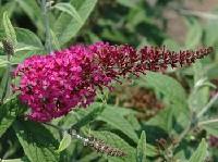 BUDDLEJA DAV. MISS RUBY®